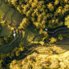 Aerial drone view of Tegallalang Rice fields terraces in Ubud, Bali, Indonesia